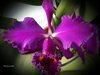 Cattleya mossiae ‘Willowbrook’ FCCAOS 